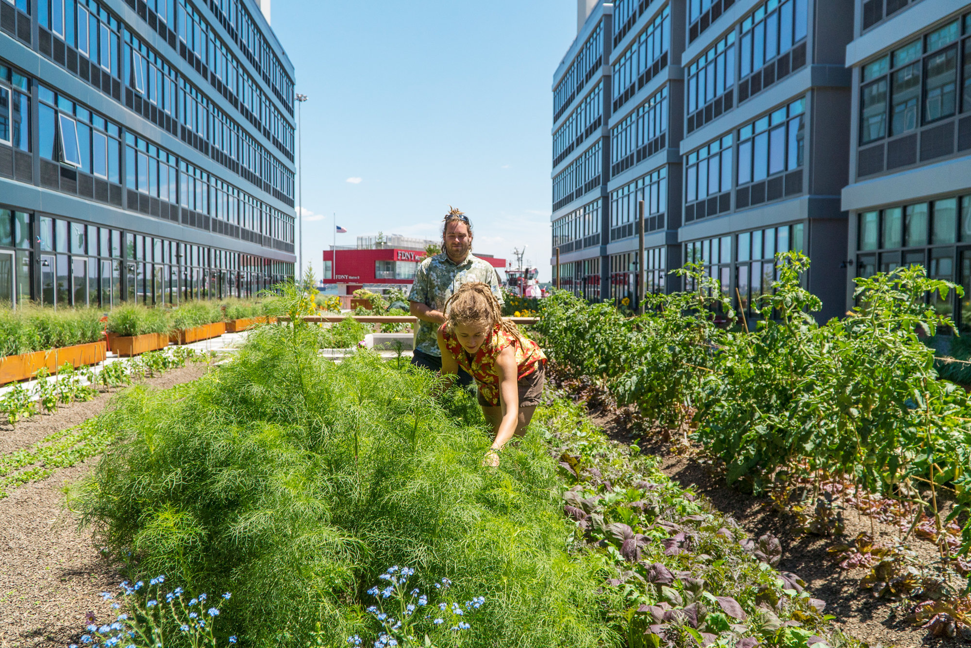 An urban gardening to donate to food banks