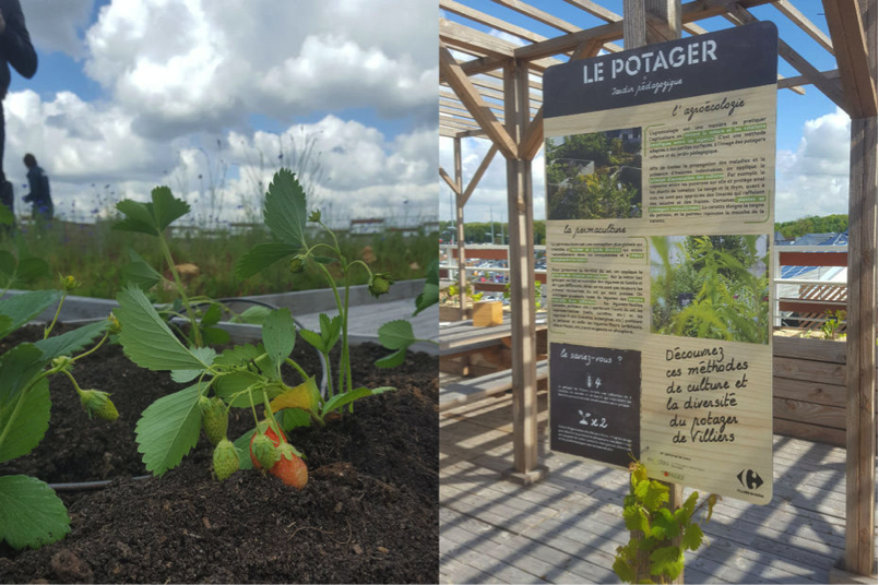 The first urban gardening roof of Carrefour in France