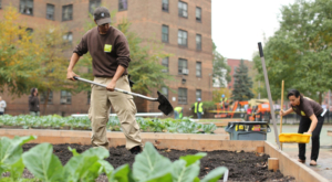 Urban gardening: People grow veggies in East Harlem
