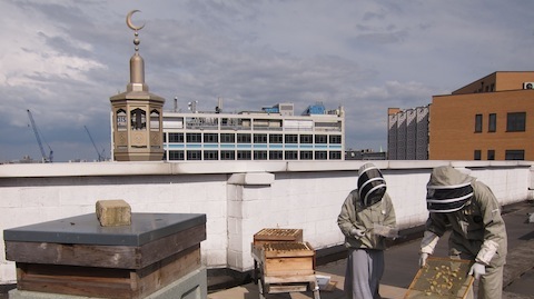 Beekeeping on the roof of a mosque