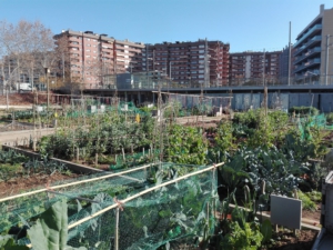 Urban gardening for neighbors