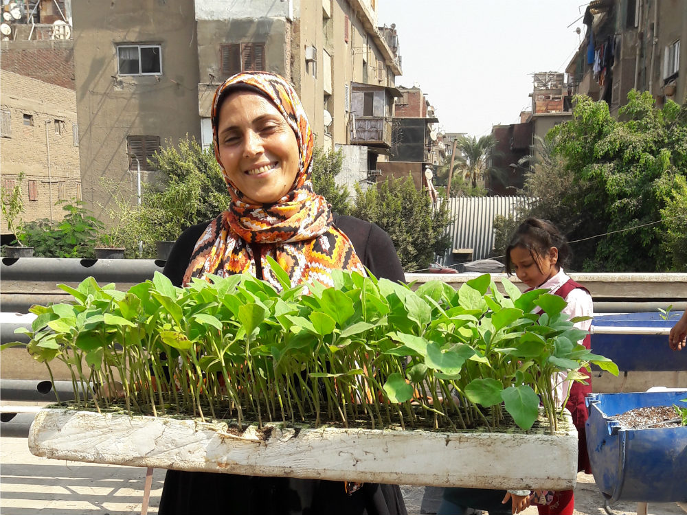 Food security: ‘Urban Greens’ cultivates resilience on the rooftops of Cairo