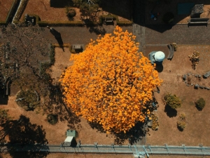 Trees-in-bloom-reconnect-cities-with-nature