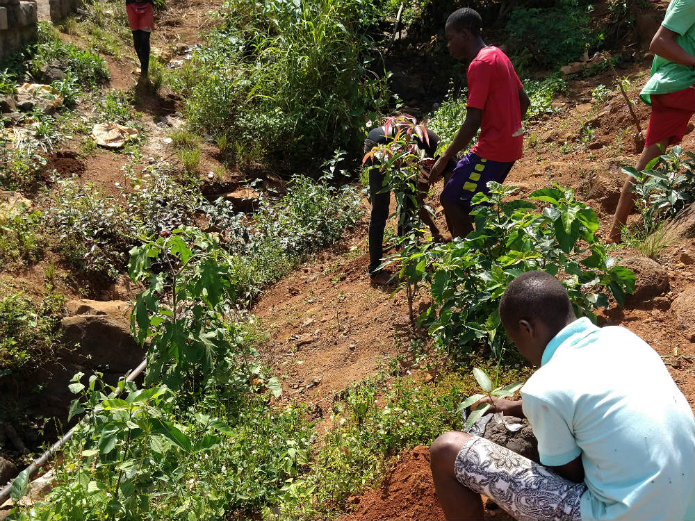 Tree-planting-water-catchment-Freetown