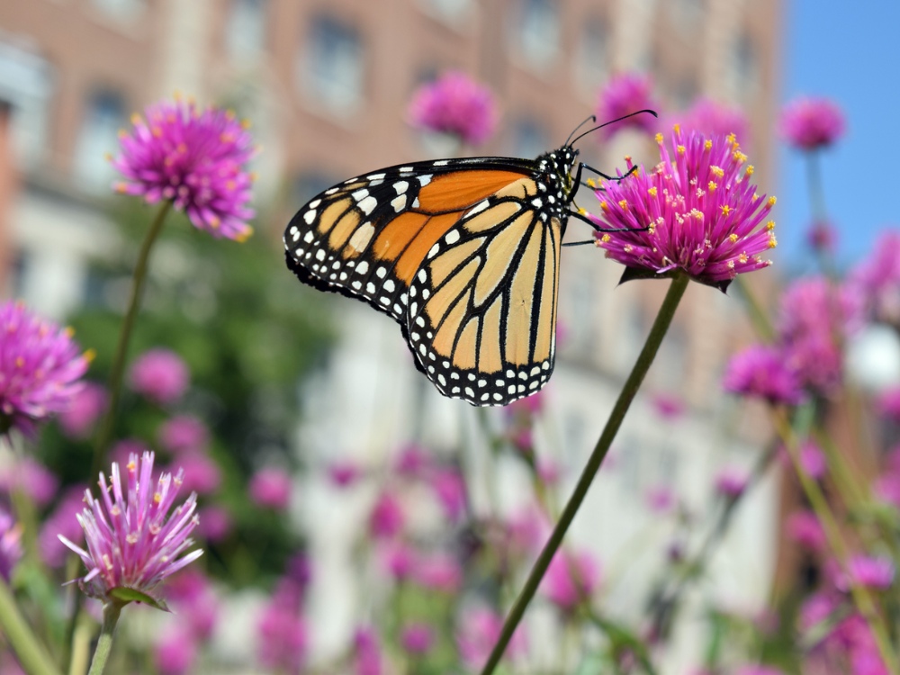 Locals give Canadian cities butterflies. From their backyards
