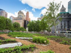 It’s deeper than tomatoes: Peacemaking in New York’s urban gardens