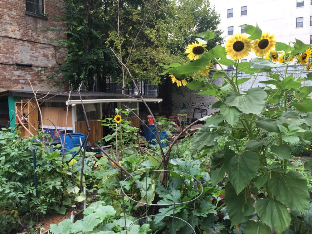Peacemaking-Community-garden-New-York