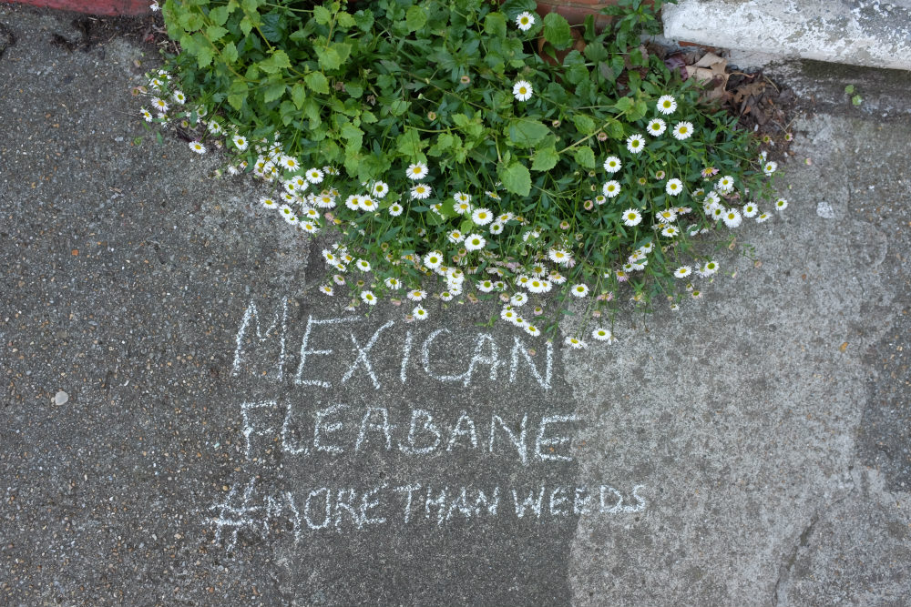More-than-weeds