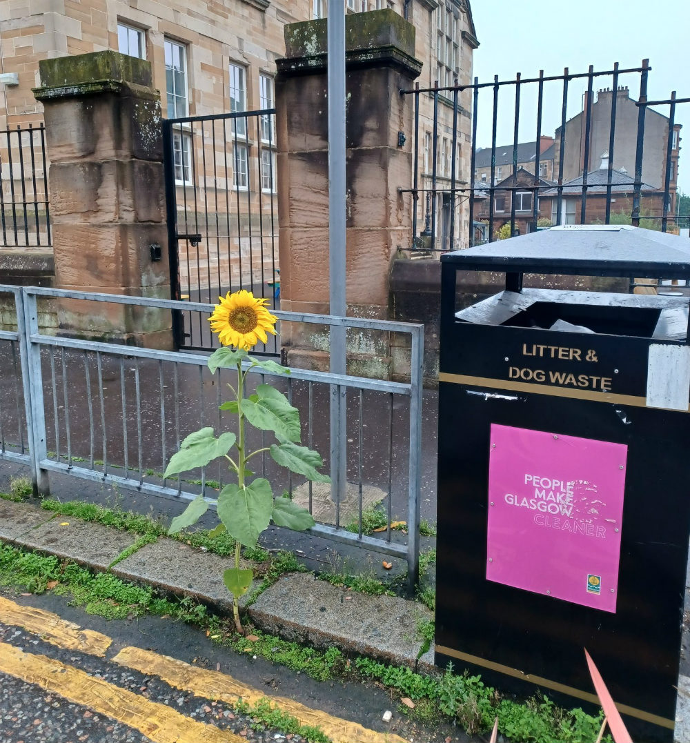 wild-plants-streets-Glasgow