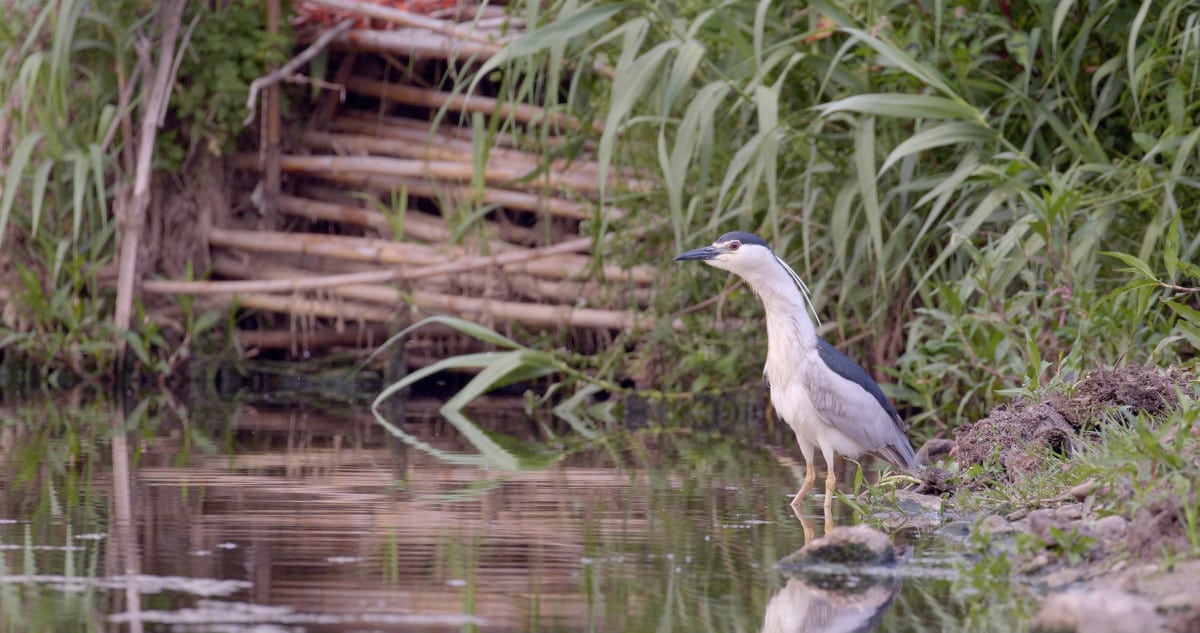 black-crowned-night-heron-Barcelona