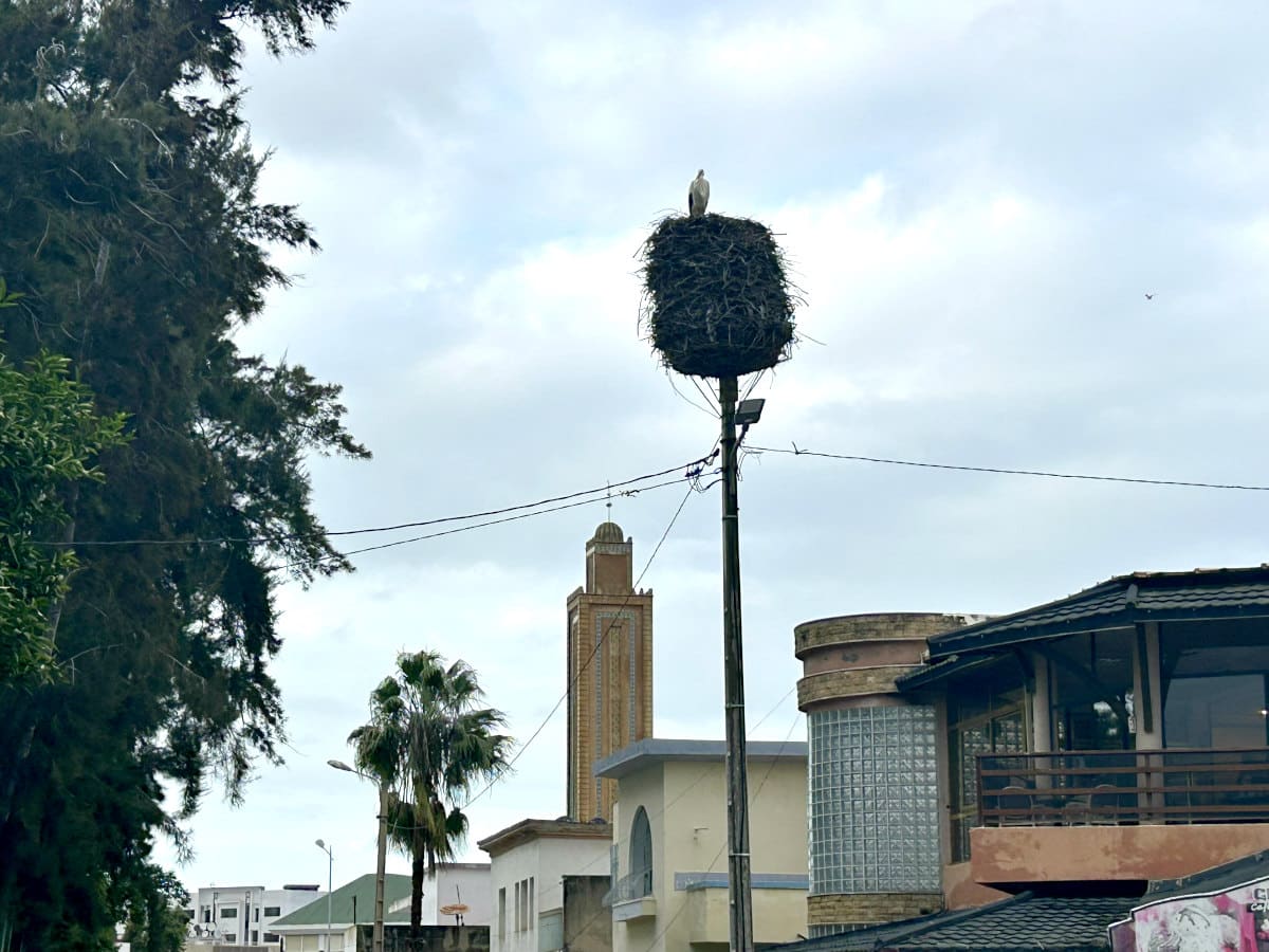 conservationists-white-storks