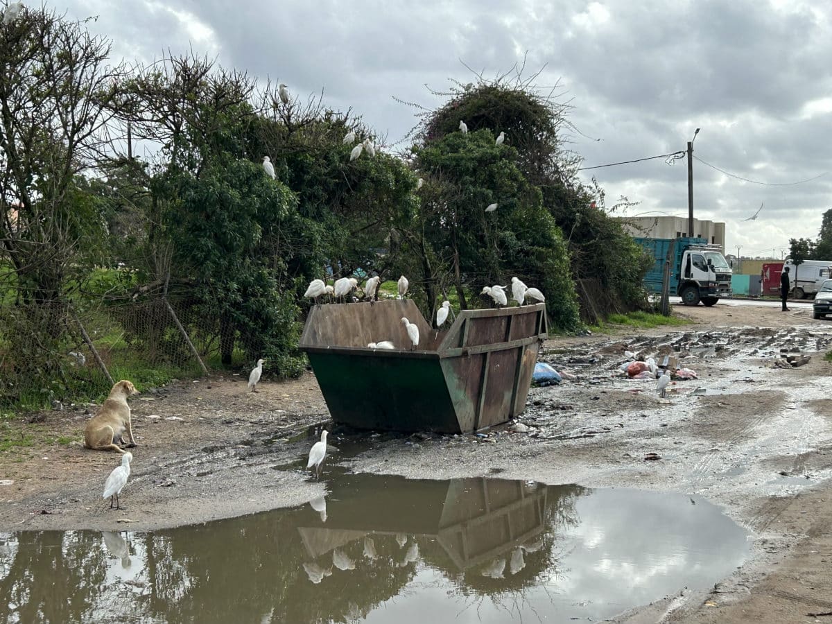 urban-wildlife-coexistence-Kenitra-Morocco