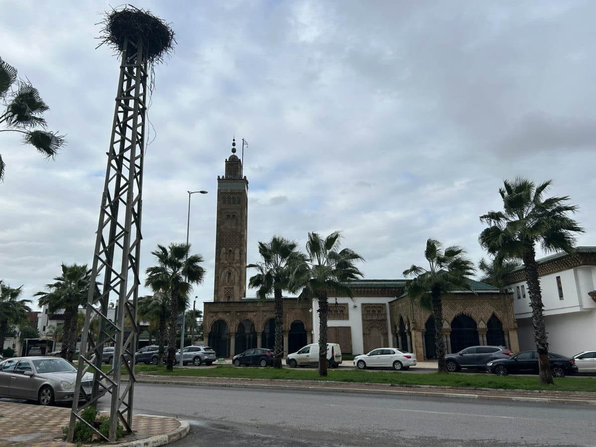 white-storks-urban-wildlife