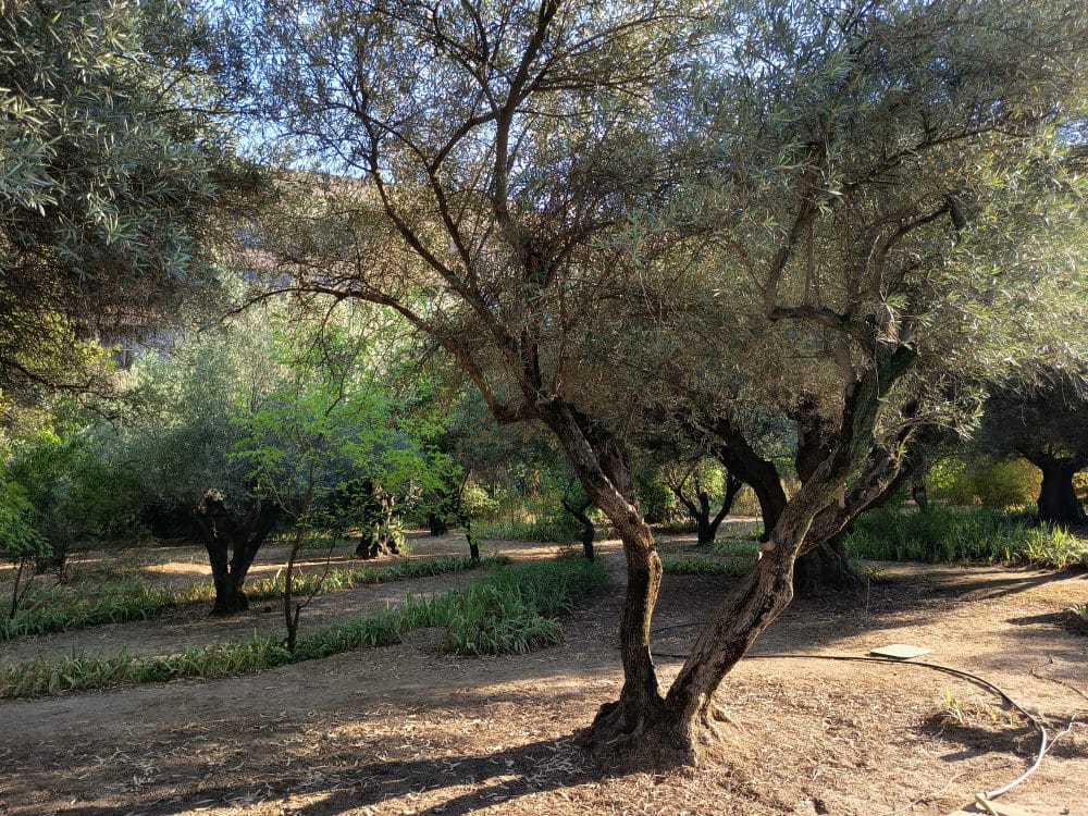 olive-grove-Madrid