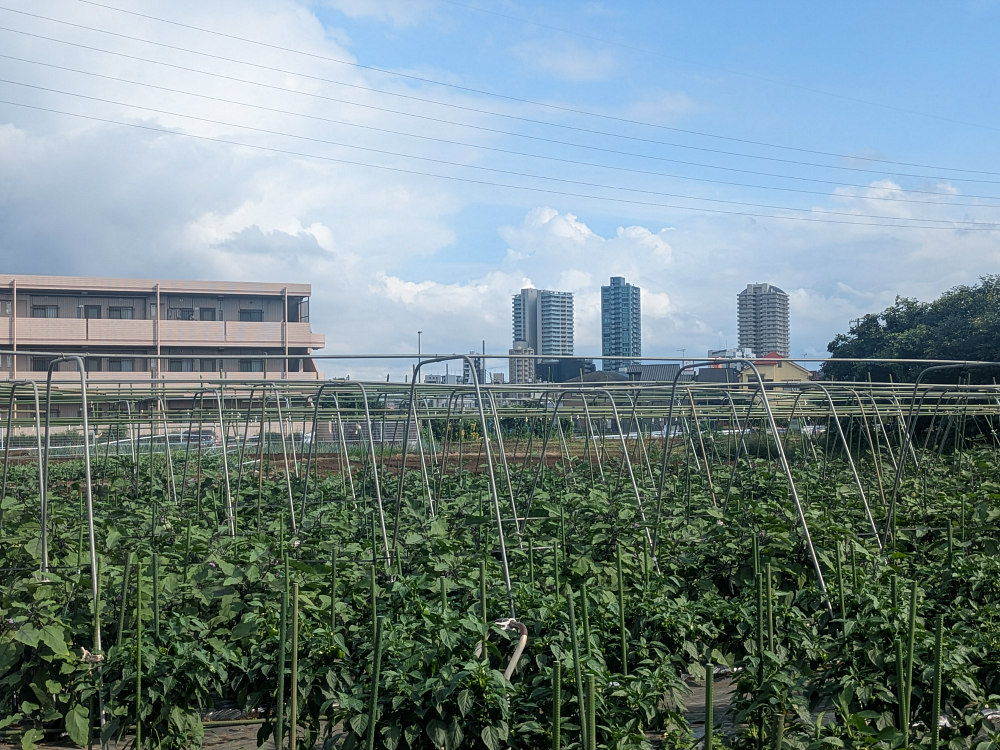 urban-farmland-Tokyo